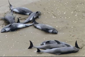 Miért dobják a delfinek partra?